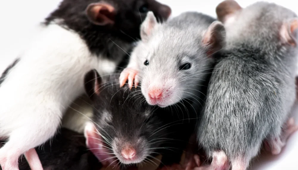 In-Defense-Of-Rats-Science-531900677